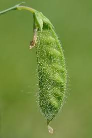 Image result for Lathyrus hirsutus