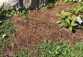 Want to get rid of your weeds? Smart Gardeners Improve Their Soil And Weed Control With Organic Mulch Msu Extension