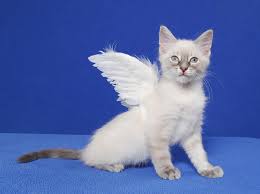 They also provide affordable animal education to the community with fun live animal programs. Home