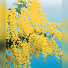 Image result for Acacia borleae