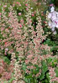 Heuchera Maxima Buy Online At Annie S Annuals Perennials Habitat Garden California Native Plants Drought Resistant Plants
