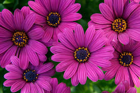 Image result for Osteospermum muricatum