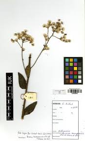 Image result for Vernonia karaguensis