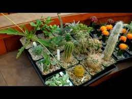 50% commercial cactus potting soil and 50% gravel, sand or pumice would be highly recommended. How To Care For Cacti Succulents Youtube