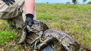 The Strange Way a 12-Foot-Long Invasive Python Was Caught | Scientific  American