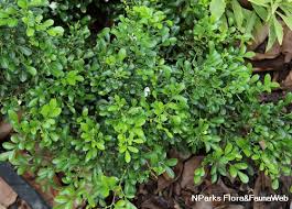 Image result for Maerua paniculata