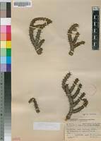 Image result for Euphorbia corniculata