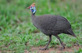 Big Birds With Red Heads Helmeted Guineafowl R 203 Gewone Tarentaal Large Well Known Game Bird With Blue Grey Plumage Uniformly Spotted Wit Game Birds Birds Out Of Africa