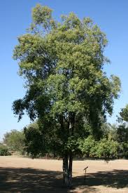 Image result for Catha edulis