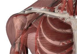 Scapholunate ligament and the lunotriquetral ligament are important intercarpal ligaments and disruption of either one can result in wrist instability. Shoulder Cambridge Shoulder