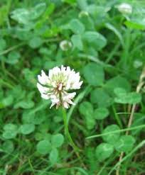 Image result for Trifolium semipilosum