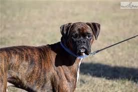 Learn about your this breed of dog with. Puppies For Sale From Hanes Boxer Pups Member Since January 2017