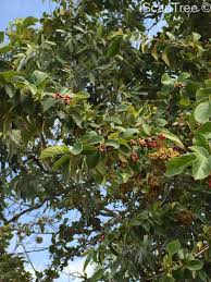 Image result for Antidesma venosum