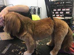 Handpicked top 3 pet grooming in manchester. All Pets Grooming 215 E Main St Manchester Mi Pet Grooming Mapquest