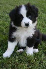 Pin On Puppies