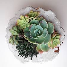 6 how do you transfer succulents to pots? How To Take Care Of Succulents In The Winter Succulent City