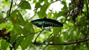 English is the language of instruction and communication in the classroom and children are encourage readmore. Taman Rama Rama Kuala Lumpur Kl Butterfly Park Youtube