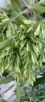 Image result for Fraxinus velutina