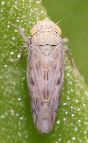 Image result for Tetrapogon tenellus