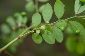 Image result for Phyllanthus tenellus