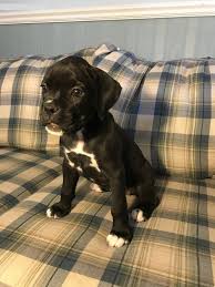 Boxer puppy for sale near ohio, shreve, usa. Boxer Puppies For Sale Beverly Hills Ca 220976