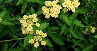 Full Plant List Plants Lantana Lantana Plant