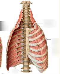 When you exhale, your ribcage moves down, squeezing. Active Recall Thoracic Intercostal Muscles Diagram Quizlet