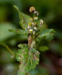 Image result for Dichrocephala