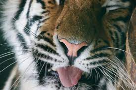 Source Super Tr4mp Animal Planet Tiger Tiger Tongue