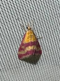 Image result for Pyrausta sanguinalis