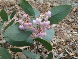All could be used for hiding a fence at the back of the landscape, as well as specimen plants in. Arctostaphylos Baby Bear Linda Vista Native Plants