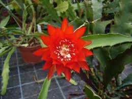 Image result for Eriosema pentaphyllum