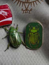 Image result for Gnidia chrysantha