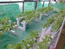 Simak dulu 12 tanaman sayuran yang mudah dipanen berikut ini. 5 Kaedah Mudah Tanam Sayur Sesuai Untuk Rumah Di Bandar Impiana