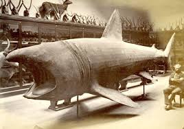 Like other fish, sharks possess an internal skeleton. Shark 1875 Taken By Frederick York 96 Years Before Natural History Collections Moved Out British Museum Ancient Animals Natural History