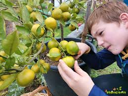 Gojenje limone in citrusov v posodah