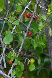 Image result for Feretia