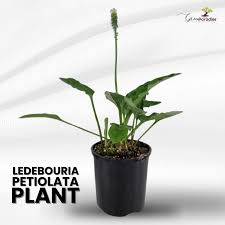 Image result for Lobelia petiolata