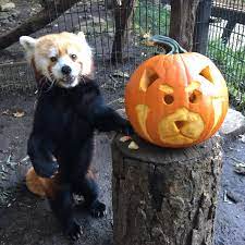 Kansas City Zoo On Twitter Join Us For For Boo At The Zoo This Weekend Fotz Members Join Us Early On Saturday Starting At 8 30 Am For Family Friendly Fun Zookeeper Sara