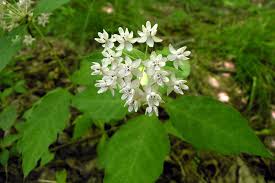 Image result for Asclepias foliosa