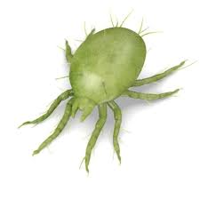 You can do a lot of little things to help prevent a future camel cricket invasion. 4 Effective Products To Kill Dust Mites How To Get Rid Of Them In Carpet Pest Wiki