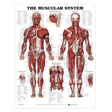 Maybe you would like to learn more about one of these? Muscle Anatomy Poster Muscular System Anatomical Chart Company