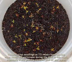 We did not find results for: Growing Venus Flytraps From Seed Flytrapcare Com