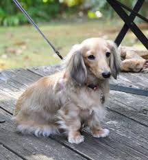 Dachshunds have long haired feet. English Cream Long Haired Mini Daschund Meet Maddie Isabella Daschund Puppies Dachshund Dog Dachshund Puppy Long Haired