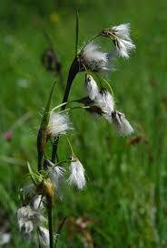 Image result for Pycreus nigricans