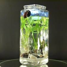 Self Cleaning Betta Fish Tank A Brilliant Idea No Filters No Pumps No Tubes Video Shows How It Wor Self Cleaning Fish Tank Betta Fish Tank Cleaning Fish
