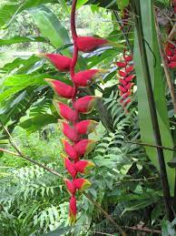 Heliconia Rostrata Hanging Lobster Claw Tropical Flower Bali Indonesia License Download Or Print For 3 10 Photos Picfair