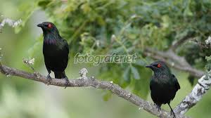 Matanya terpejam merasa kenikmatan yang begitu menghebat. Fotografer Net Galeri Aplonos Panayensis Cucak Keling Burung Mata Merah