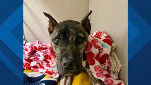 However, no dog will be around forever. Kentucky Humane Society Works To Save Abandoned Dying Dog S Life Wthr Com