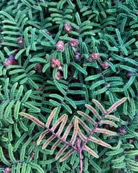 Image result for Gleicheniaceae